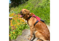 Ancol - Viva Exercise & Travel Harness, Black