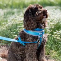 Ancol - Viva Padded Harness, Blue