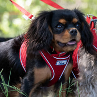 Ancol - Viva Collar, Red