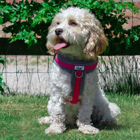 Ancol - Viva Padded Harness, Pink