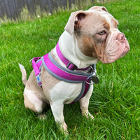 Ancol - Viva Padded Harness, Purple