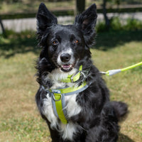 Ancol - Viva Padded Harness, Lime