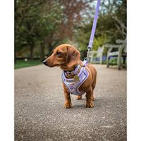 Doodlebone - Adjustable Airmesh Harness, Coal