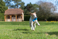 Hing - Odd Ball Dog Toy - Blue