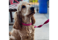 Ancol - Padded Viva Collar