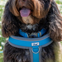 Ancol - Viva Padded Harness, Blue