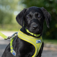 Ancol - Viva Collar, Lime