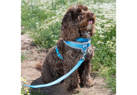 Ancol - Viva Nylon Padded Snap Lead - 1mx19mm (max 50kg)