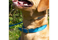 Ancol - Padded Viva Collar