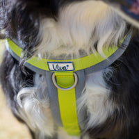 Ancol - Viva Padded Harness, Lime
