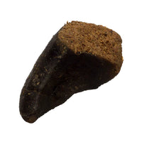 Hollings - Filled Hoof