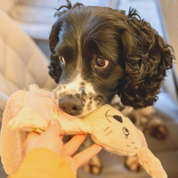 PetLove - Wonky Woolies Skinz - Rabbit