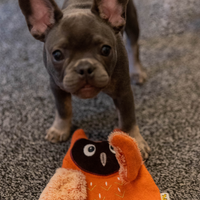 PetLove - Wonky Woolies Skinz - Owl