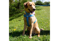 Ancol - Padded Viva Collar