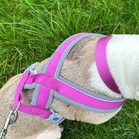 Ancol - Viva Padded Harness, Purple