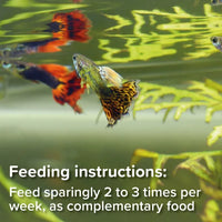 King British - Bloodworm Treats - 7G