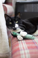 Rosewood - Battersea Daily Catch Of The Day Catnip Toy - 3pc