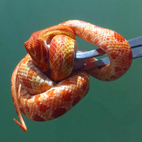 Komodo - Stainless Steel Feeding Tongs Angled - 25cm