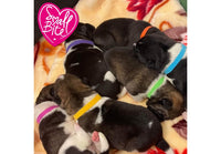 Whelping collar - card of 12 assorted colours