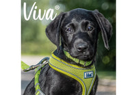 Ancol - Viva Nylon Buckle Collar - Pink - Size 3 (28-36cm)