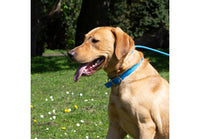 Ancol - Padded Viva Collar