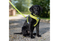 Ancol - Viva Nylon Padded Snap Lead - 1mx12mm (max 20kg)