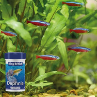 King British - Daphnia Treats - 18g