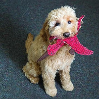 Kong - Dynos T-Rex Dog Toy - Blue - Large