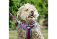 Ancol - Padded Viva Collar