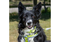 Ancol - Padded Viva Collar