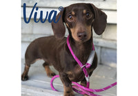 Ancol - Viva Reflective Rope Slip Lead - 1.5mx8mm (max 20kg)