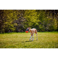 Doggi - Catch & Carry Large Rugby Ball Toy