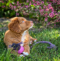 Beco - Beco Things Natural Rubber Ball on Rope - Pink - Large