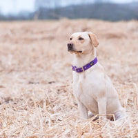 Oscar & Hooch - Dog Collar - Liberty Purple - Extra Extra Small