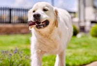 Yakers - Superfood Dog Chew - Cranberry - Medium