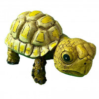 Betta - Crawling Tortoise