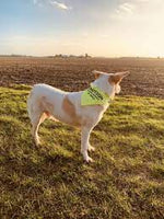 Ancol - Warning (Respect My Space) Bandana - Yellow - M/L