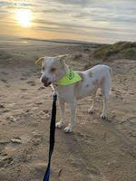 Ancol - Warning (Respect My Space) Bandana - Yellow - M/L