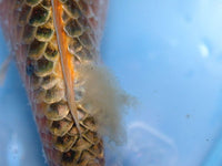 King British - NO10 Methylene Blue - 100ml