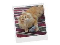 Ministry Of Pets - Sebastian The Shark Cat Teaser