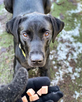 JR Pet Products - Pure Salmon Pate - 400g