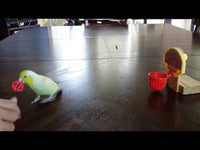 JW - Birdie Basketball