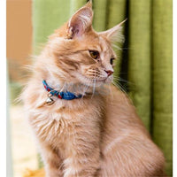 Ancol - Watermelon Cat Collar