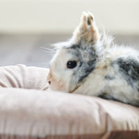 Beaphar - Rabbit Comfort - 30ml