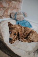 Rosewood - My Dog Monkey