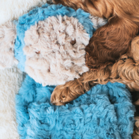 Rosewood - My Dog Monkey