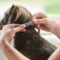 Beaphar Canishield Large Dogs