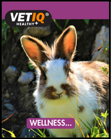 VetIQ - Healthy Bites Activity Treat Ball