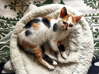 Trixie - Mijou Cuddly Bed - Cats Face - 48 x 37cm