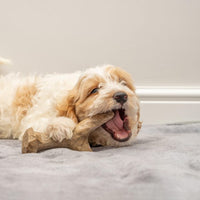 Bamboodles - Puppy X Bone